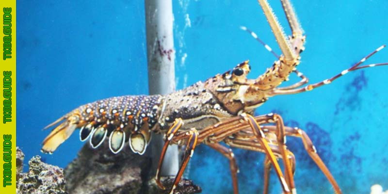 Các Trường Hợp Giấc Mơ Thấy Tôm Hùm Thường Gặp